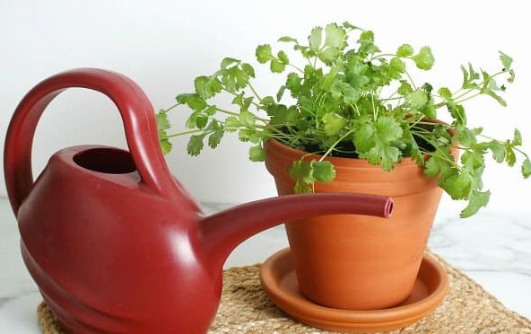 potted-cilantro-growing-indoors (2)_1624028197.jpg